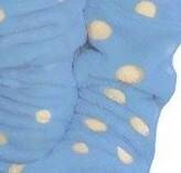 998 Albornoz infantil Bowtie Forex - azul